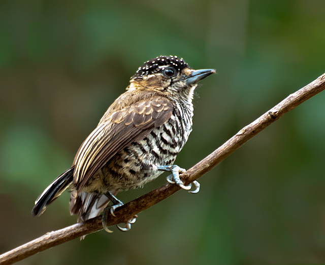 White-barred Piculet