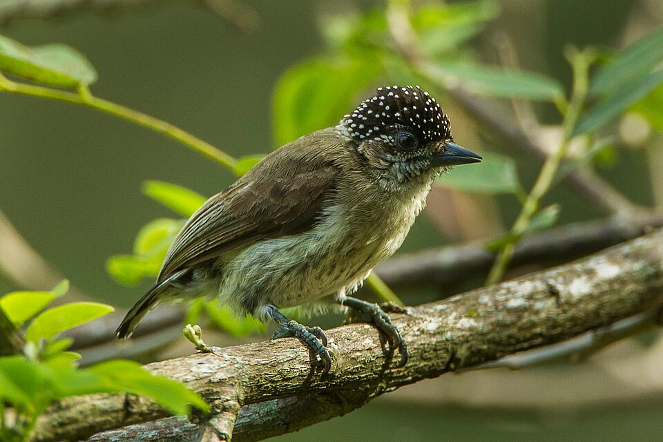 Greyish Piculet