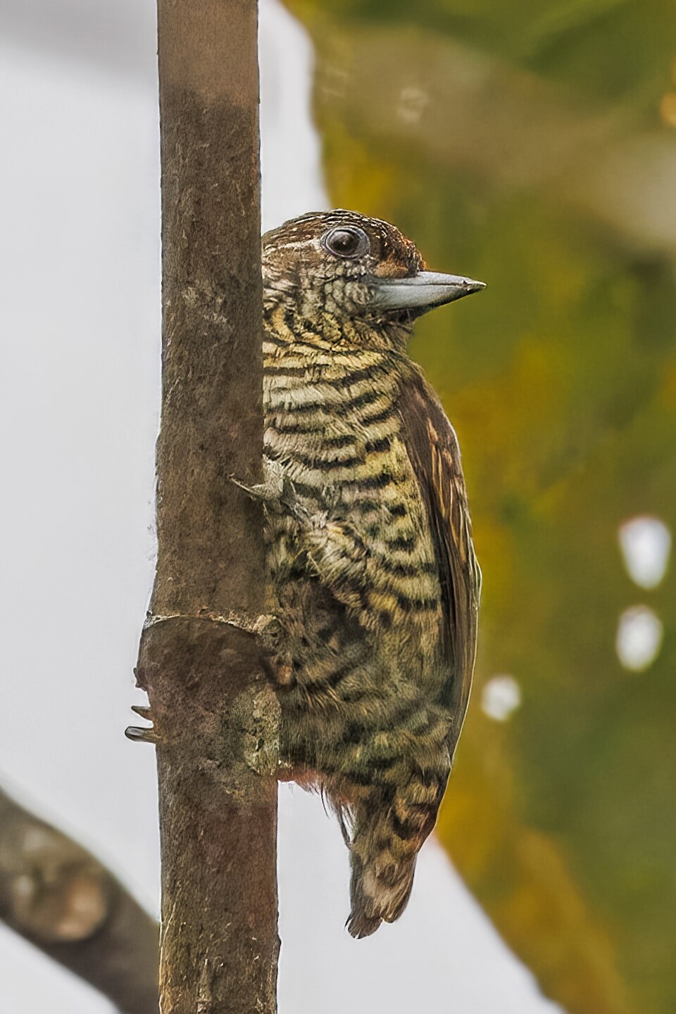 Lafresnaye's Piculet