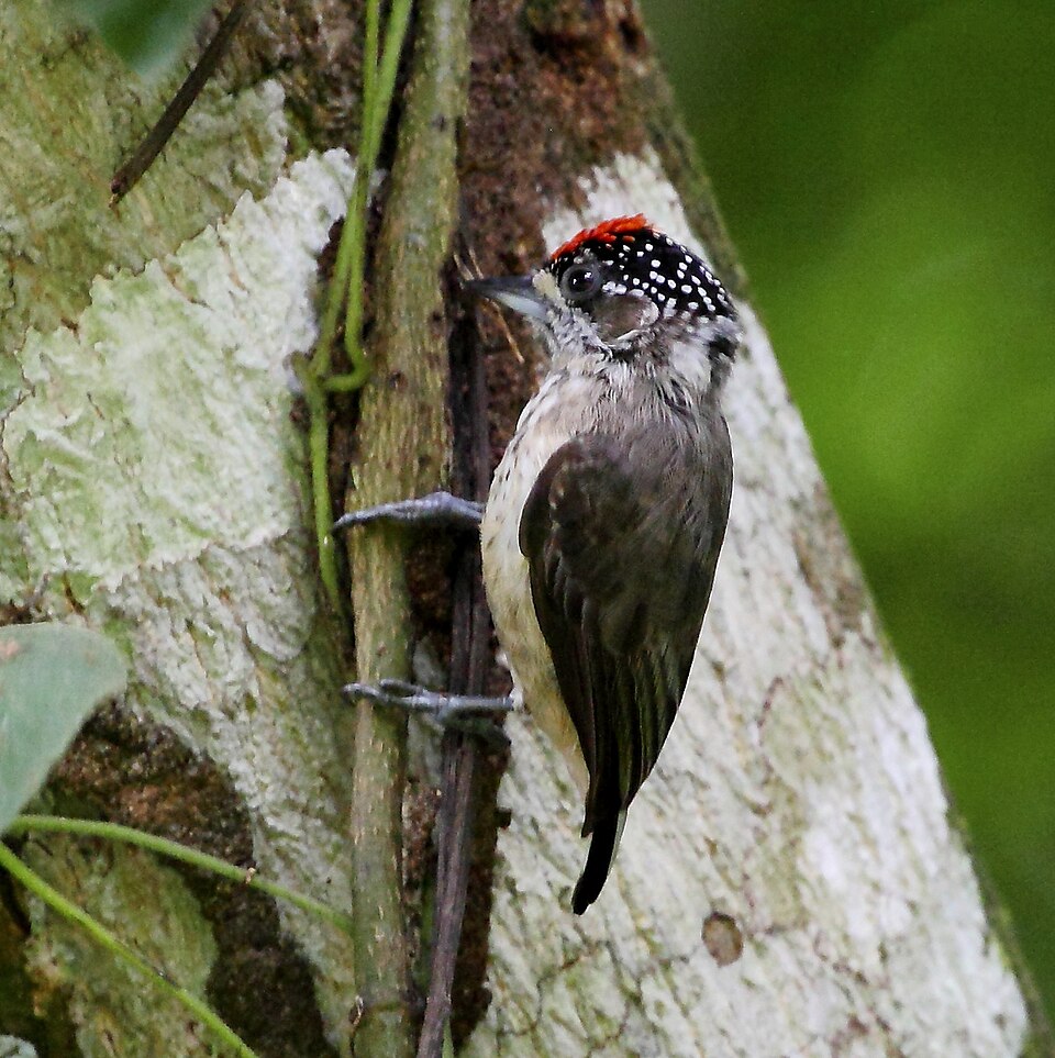 Ochraceous Piculet