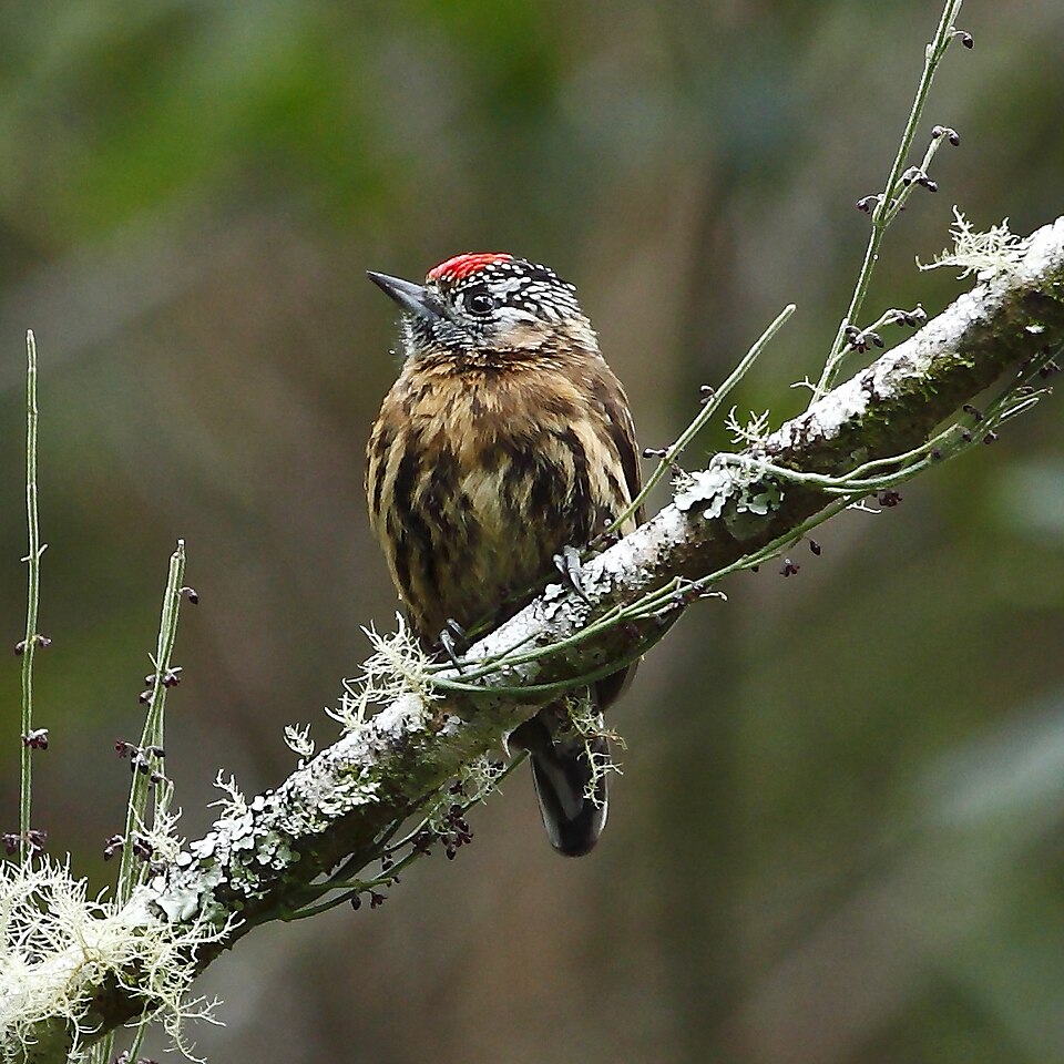 Mottled Piculet