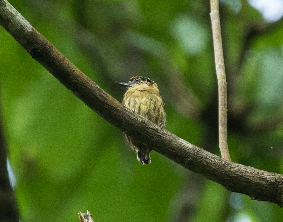 Olivaceous Piculet