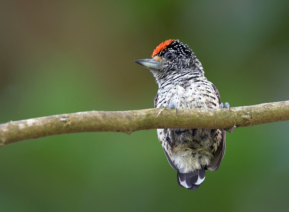 White-bellied Piculet