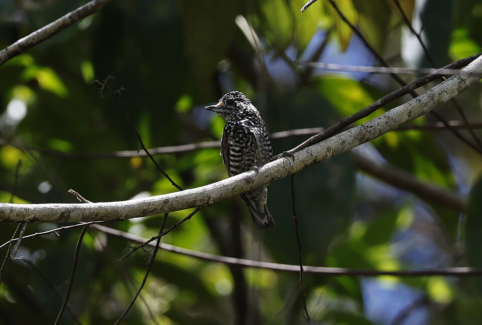 Speckle-chested Piculet