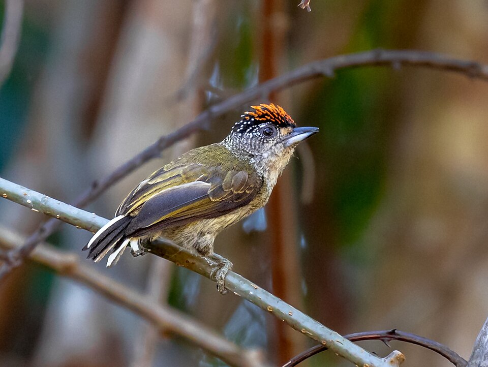 Fine-barred Piculet