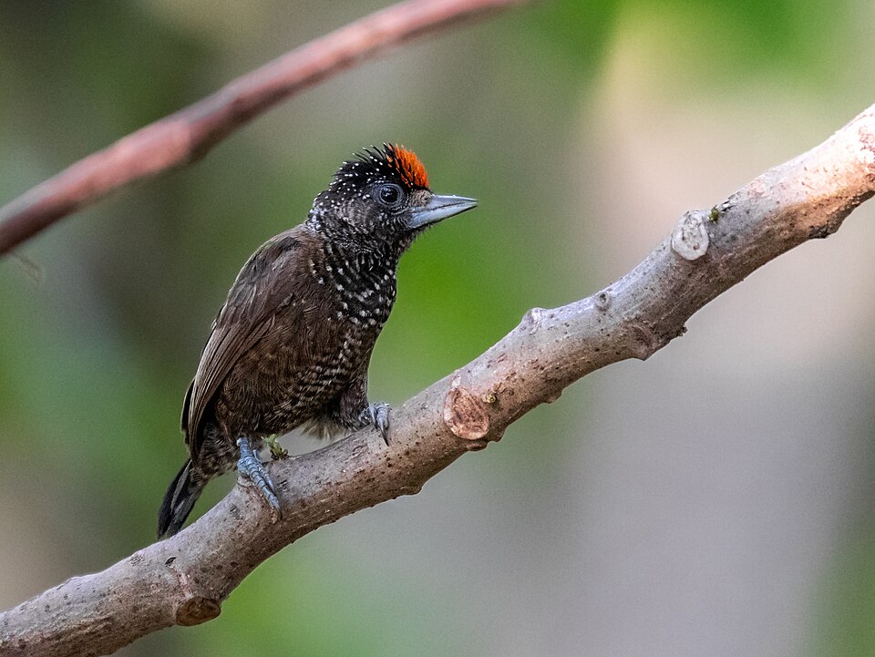 Varzea Piculet