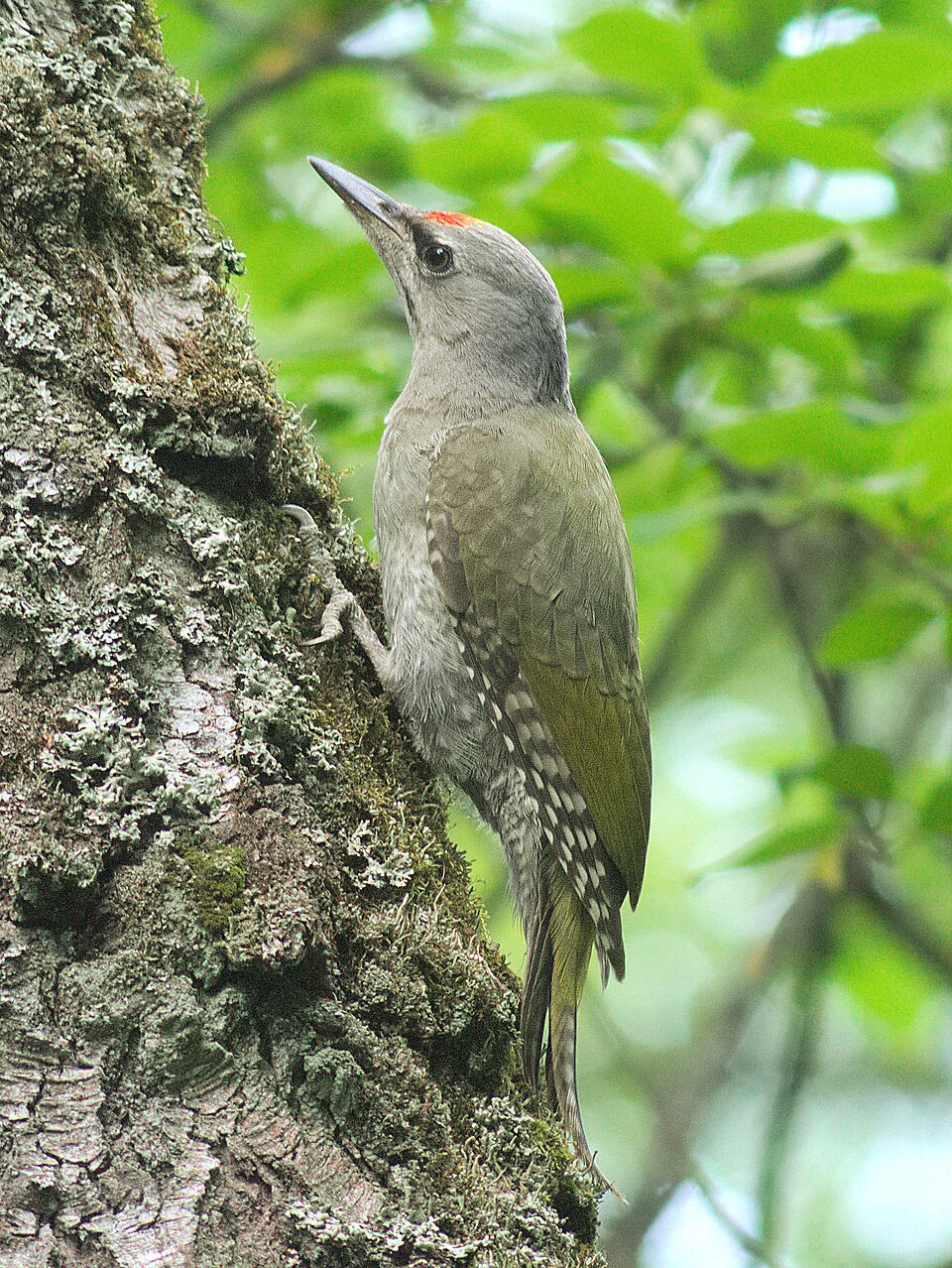 Grey-headed Woodpecker