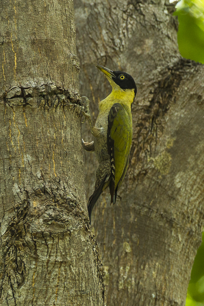 Black-headed Woodpecker