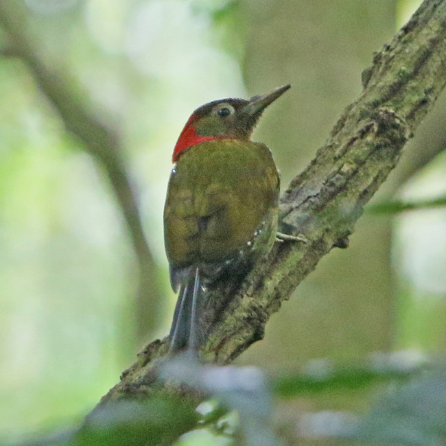 Red-collared Woodpecker