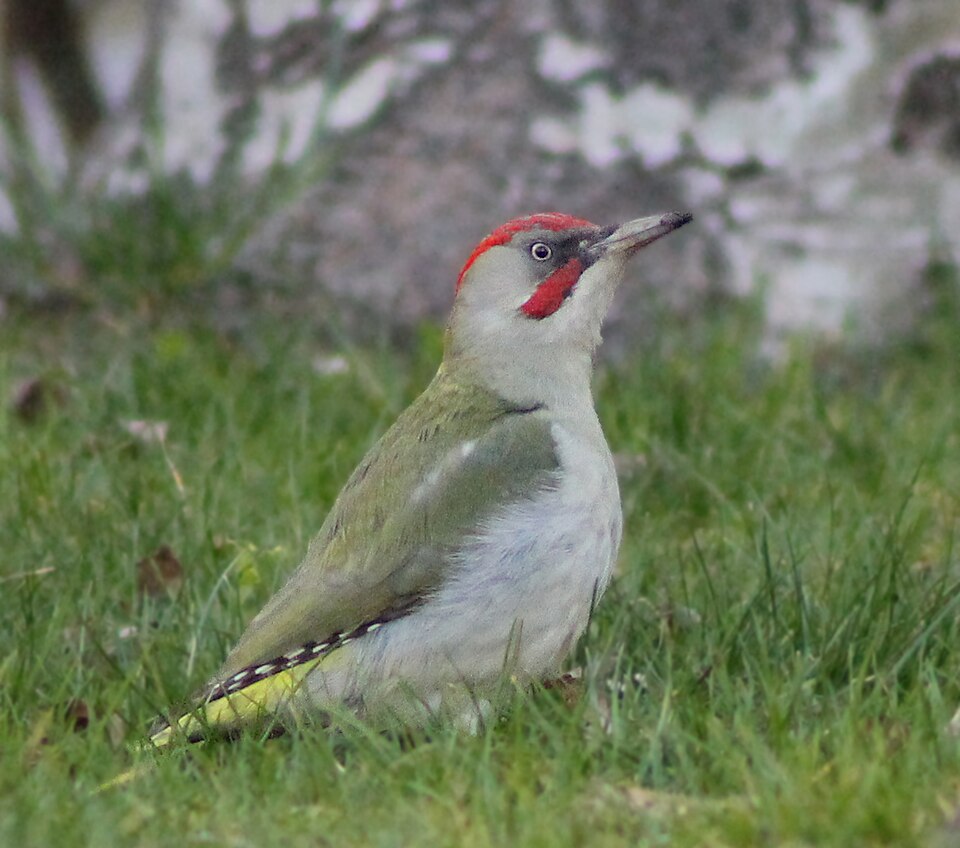 Iberian Green Woodpecker