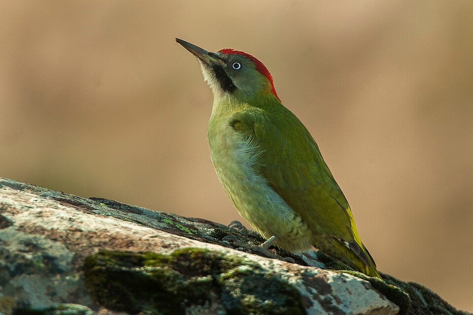 Levaillant's Woodpecker