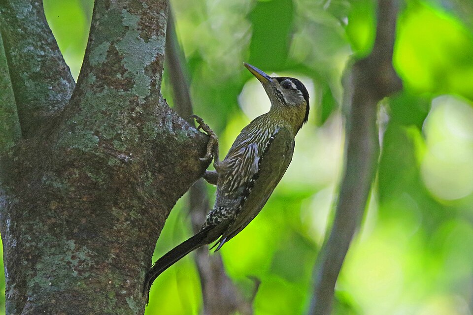 Streak-breasted Woodpecker