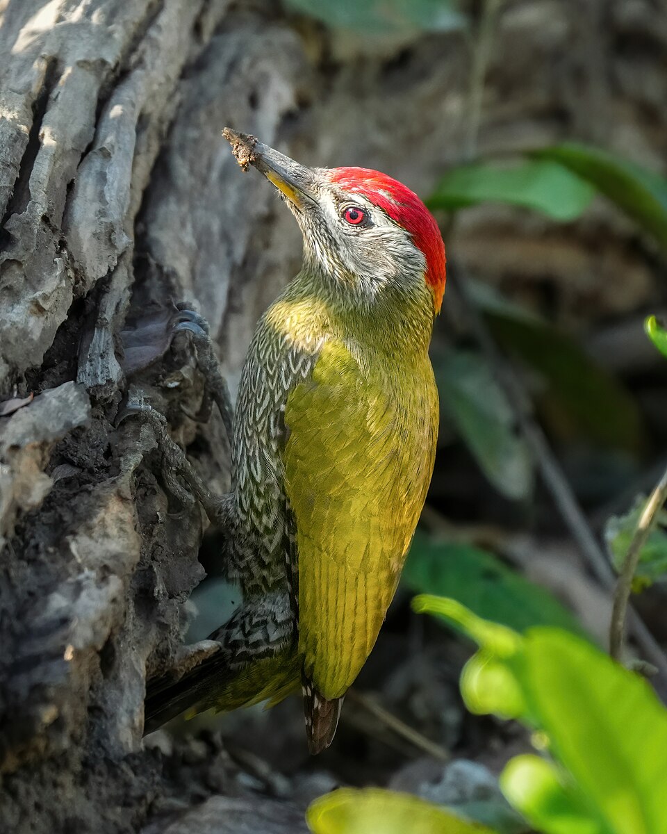 Streak-throated Woodpecker