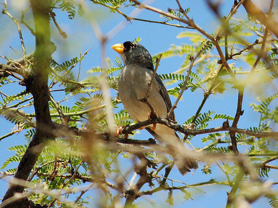 Cinereous Finch