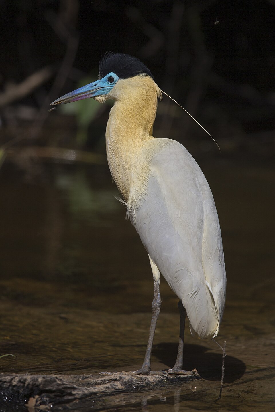 Capped Heron