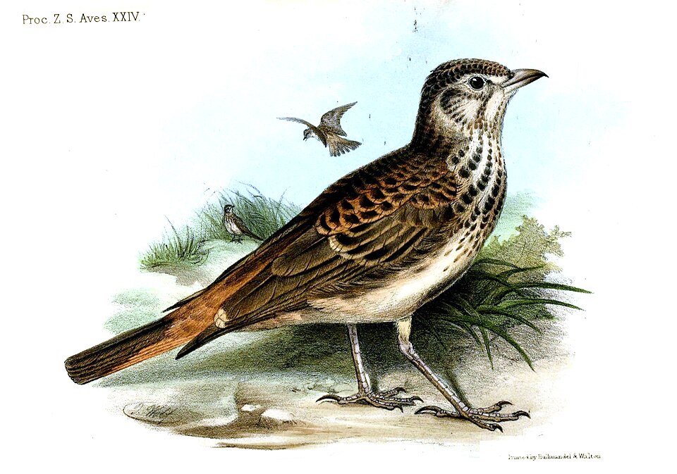 Rufous-rumped Lark