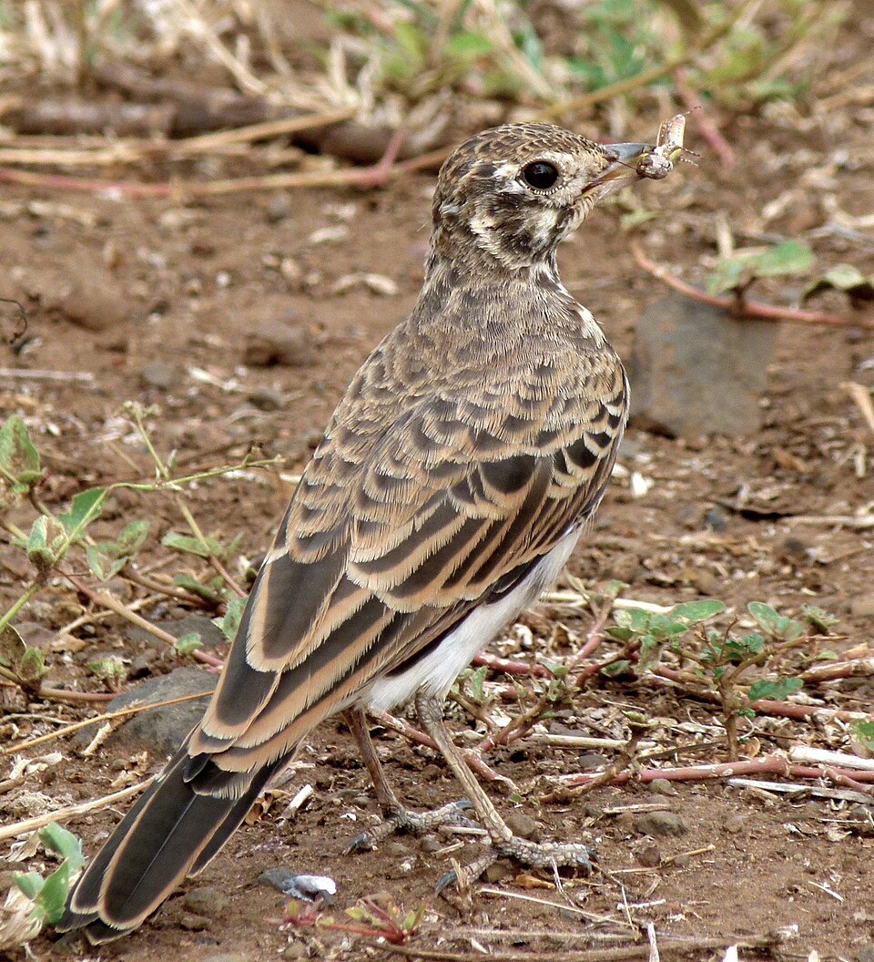 Dusky Lark