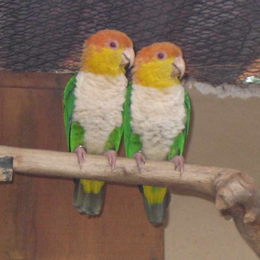White-bellied Parrot