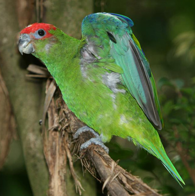 Pileated Parrot