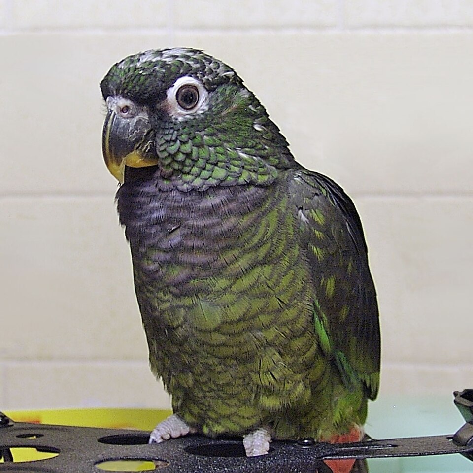 Scaly-headed Parrot