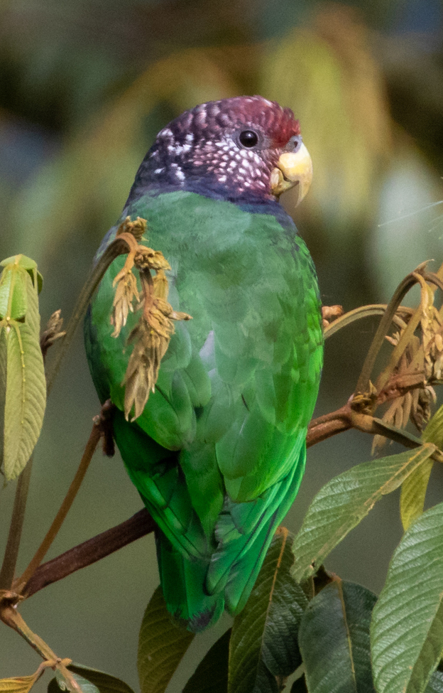 Plum-crowned Parrot