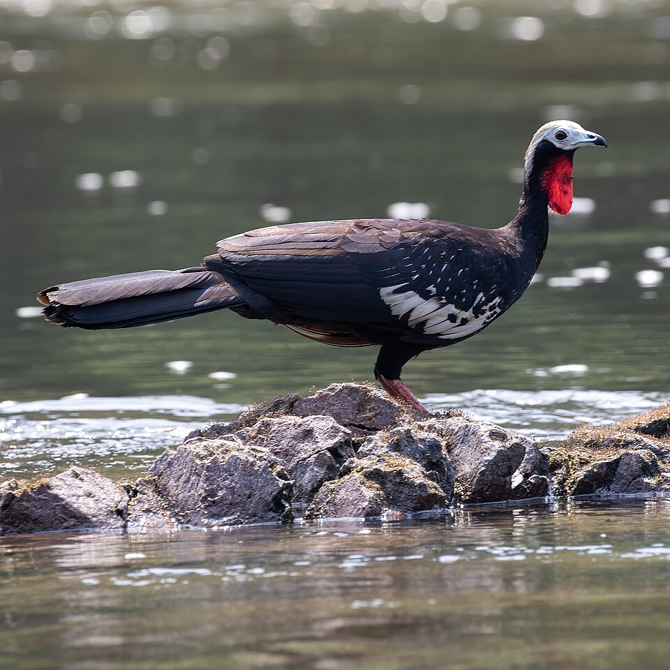 Red-throated Piping Guan