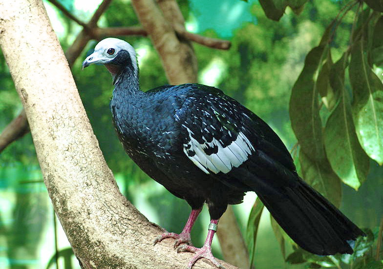 Blue-throated Piping Guan