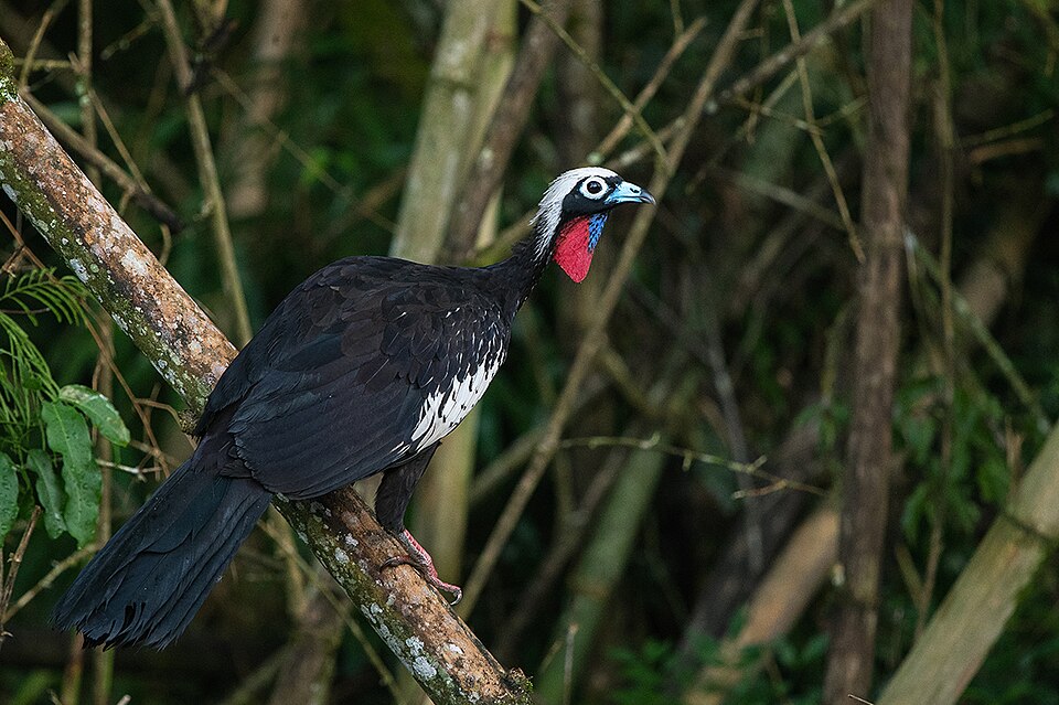 Black-fronted Piping Guan
