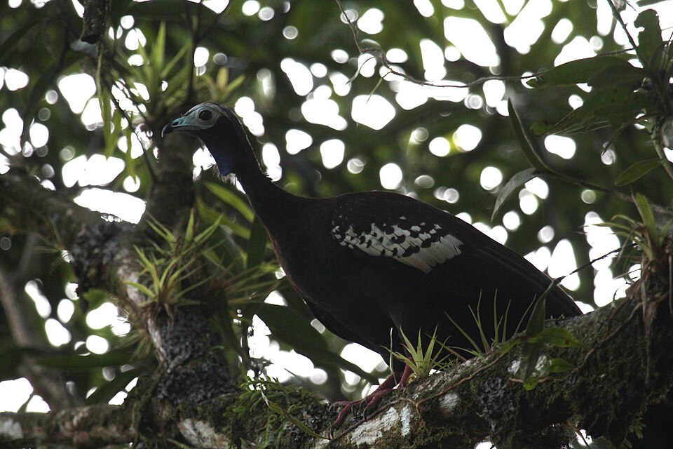 Trinidad Piping Guan
