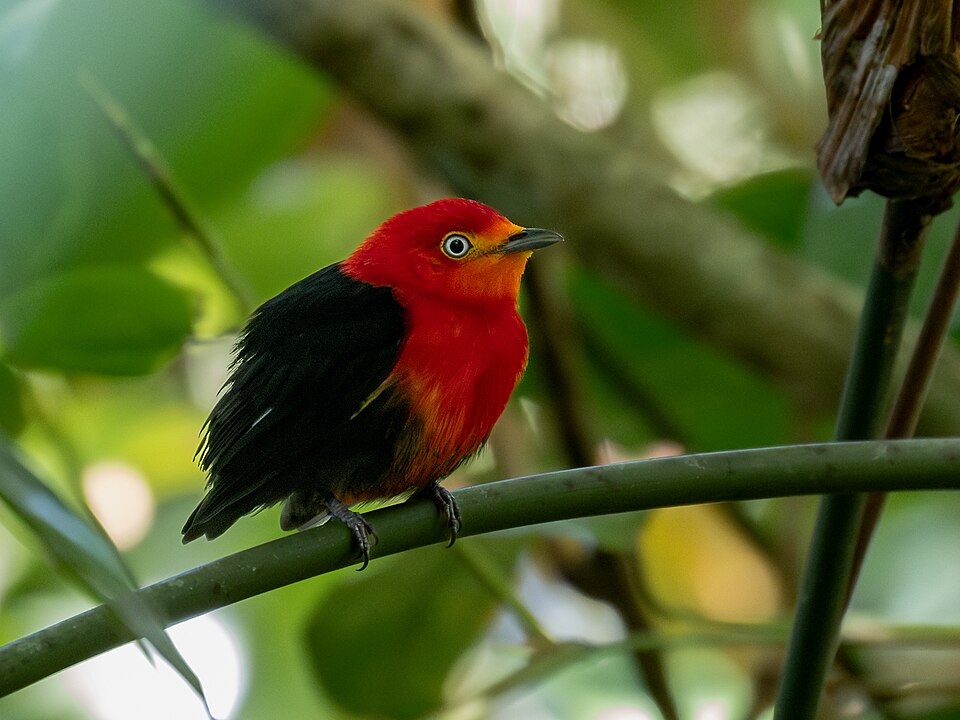 Crimson-hooded Manakin