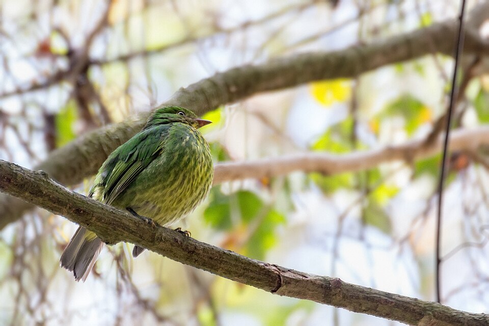 Golden-breasted Fruiteater