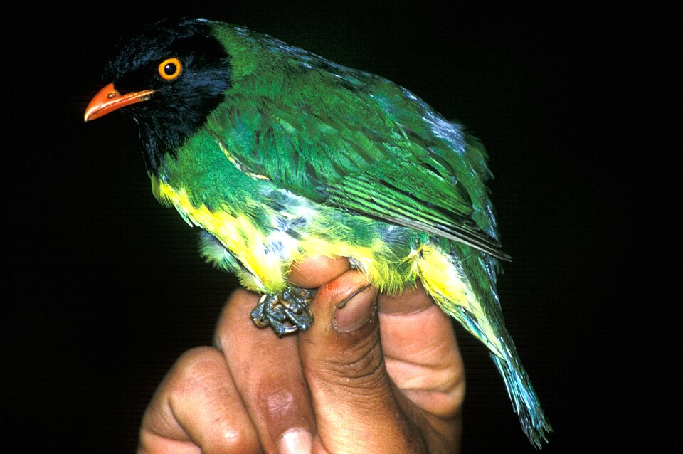 Black-chested Fruiteater