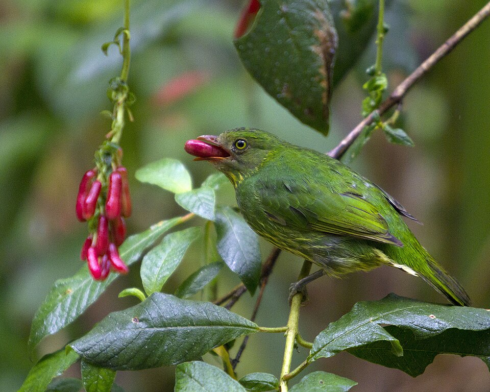 Masked Fruiteater