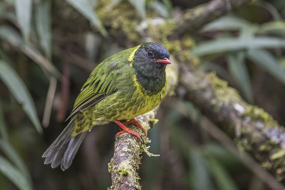 Green-and-black Fruiteater