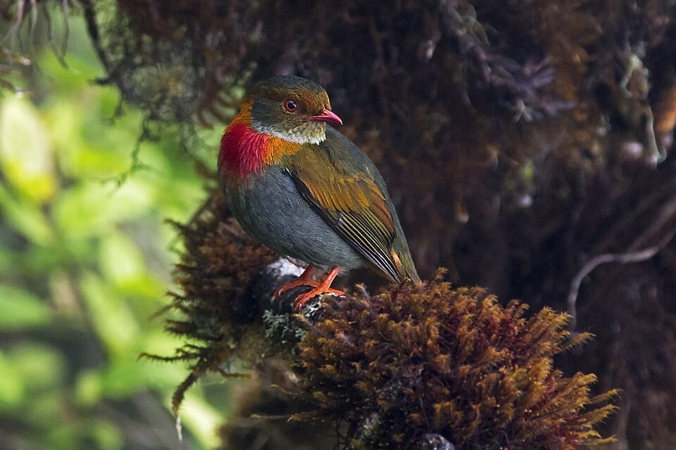 Red-banded Fruiteater
