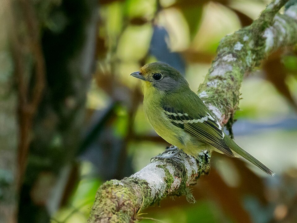 Wing-barred Piprites