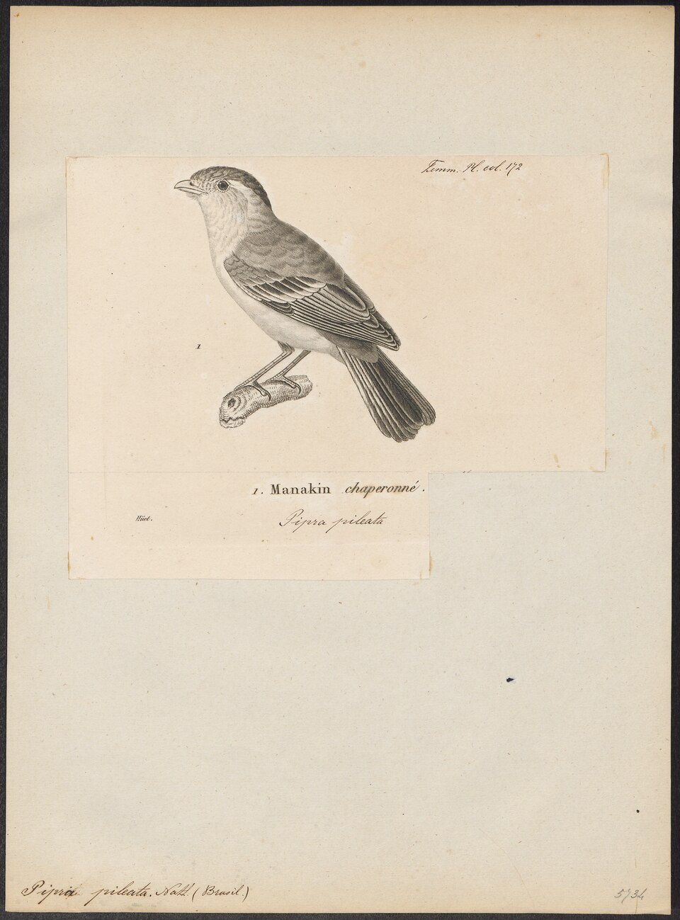 Black-capped Piprites