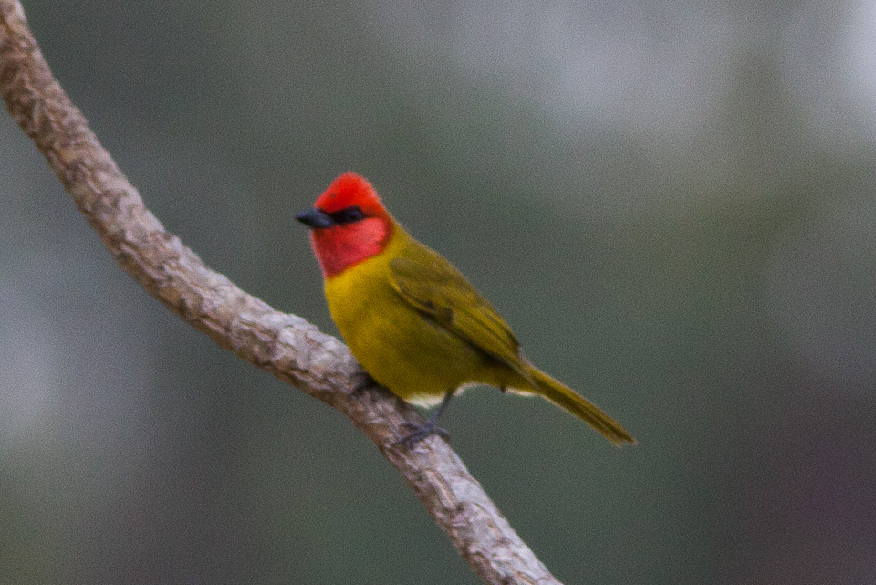 Red-headed Tanager
