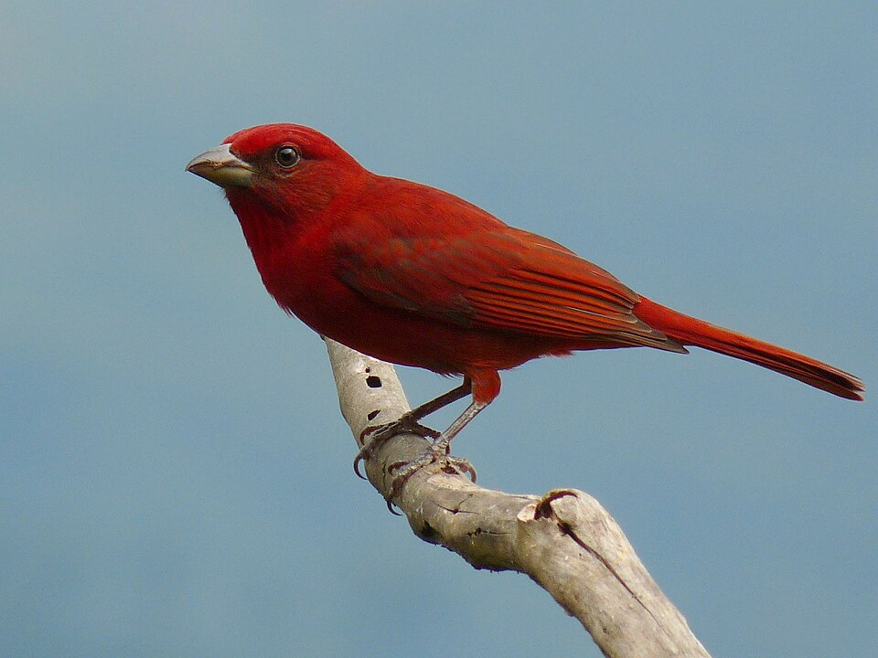 Tooth-billed Tanager