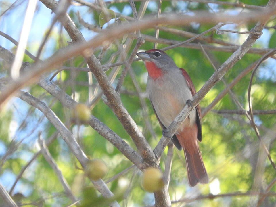 Rose-throated Tanager