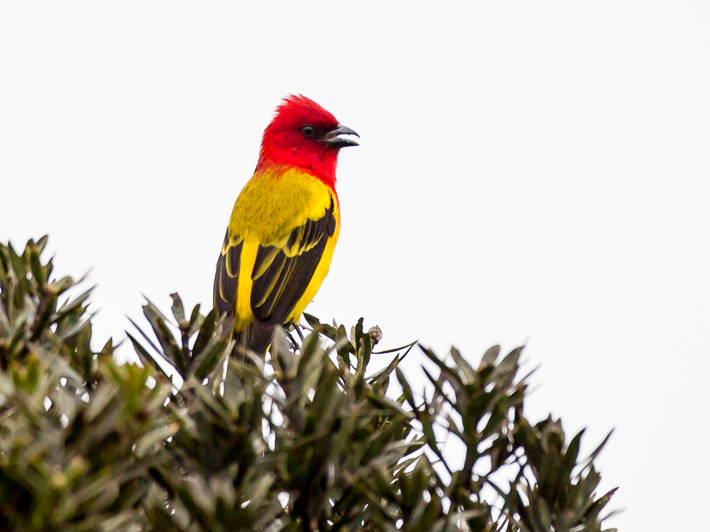 Red-hooded Tanager