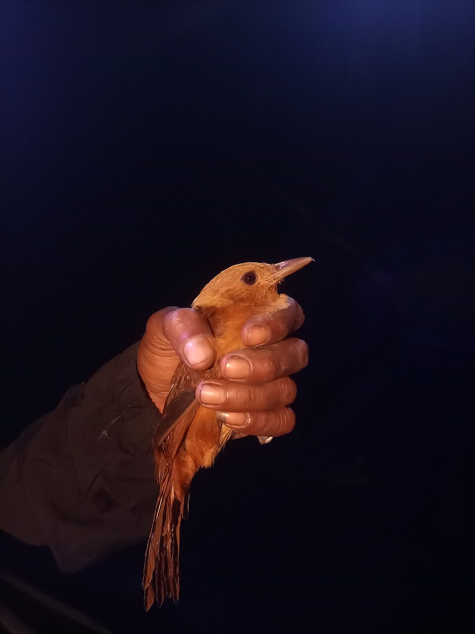 Northern Variable Pitohui