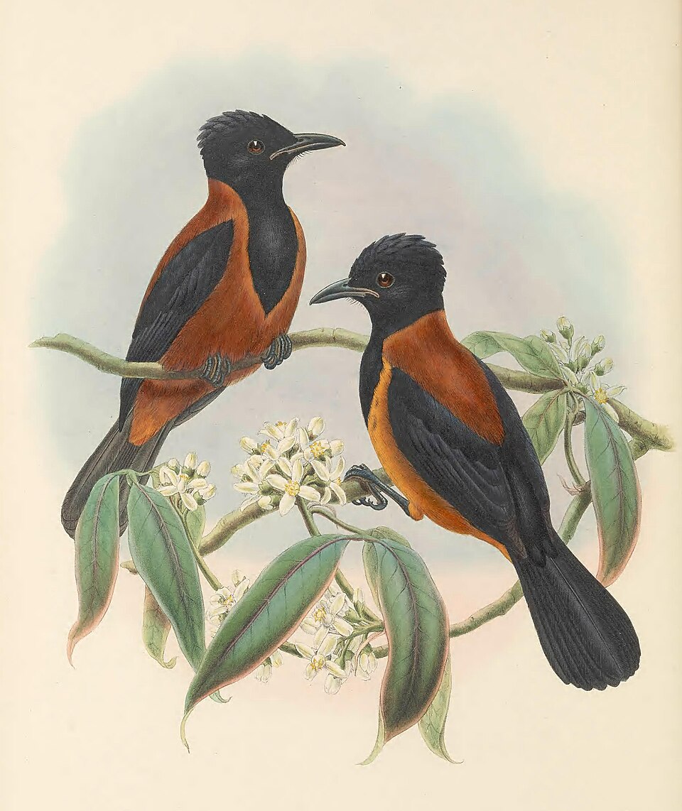 Southern Variable Pitohui