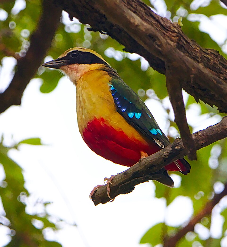 African Pitta