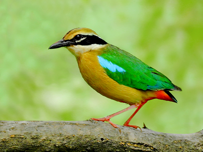 Indian Pitta