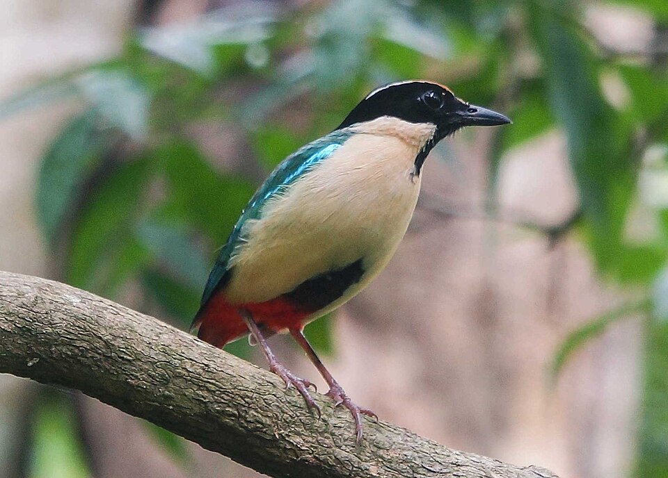 Elegant Pitta