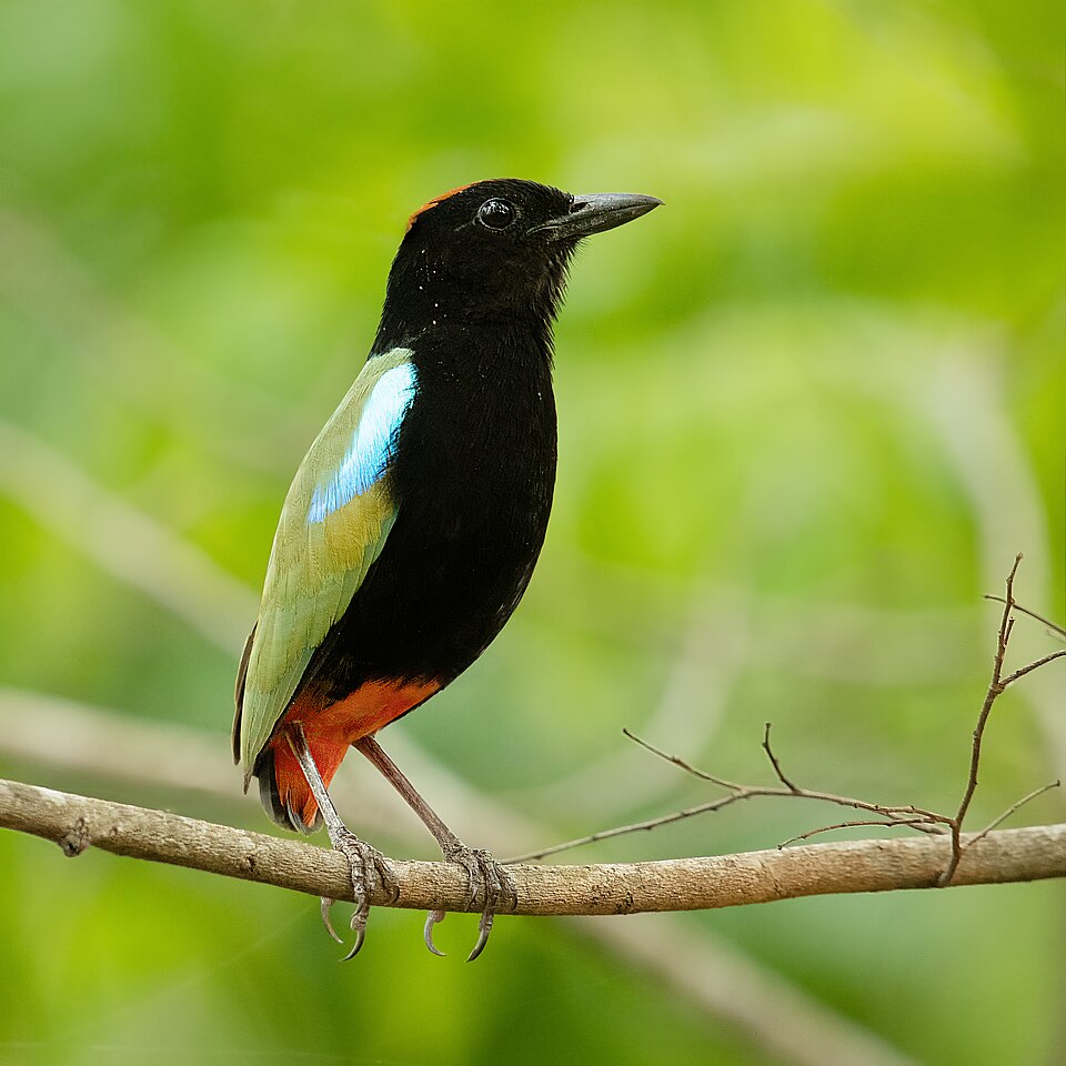 Rainbow Pitta