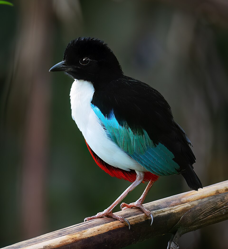 Ivory-breasted Pitta