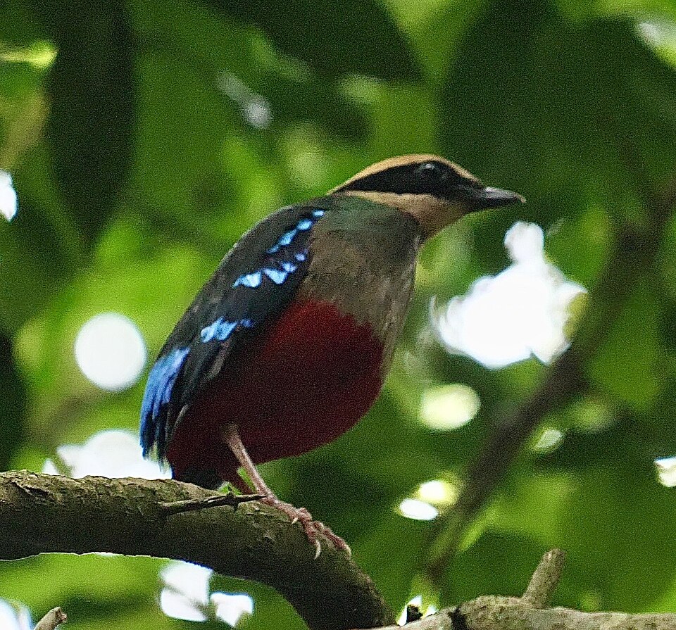 Green-breasted Pitta