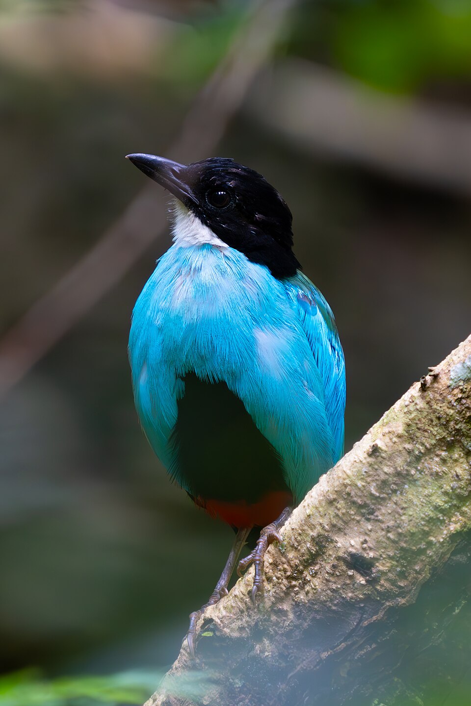 Azure-breasted Pitta